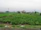 Japan Nuke Crisis: Japan To Screen All Its Food Supply For Radioactivity